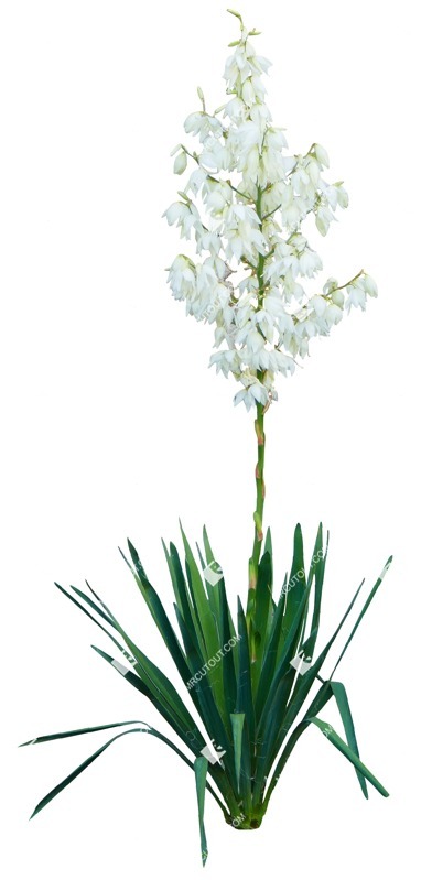 Cutout flower yucca gloriosa vegetation png (15010)