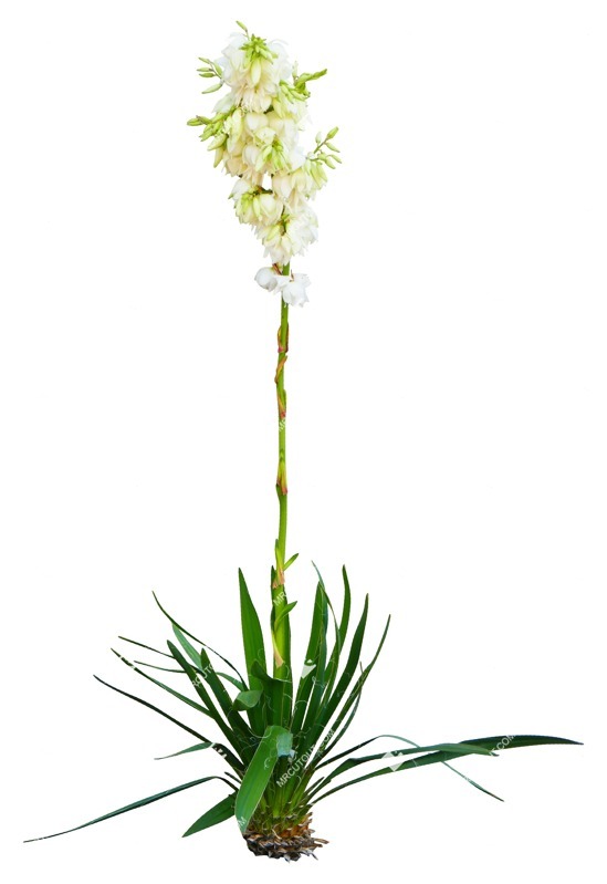 Png flower yucca gloriosa vegetation png (15621)