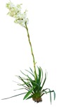 Cut out flower yucca gloriosa vegetation png (15910) - miniature