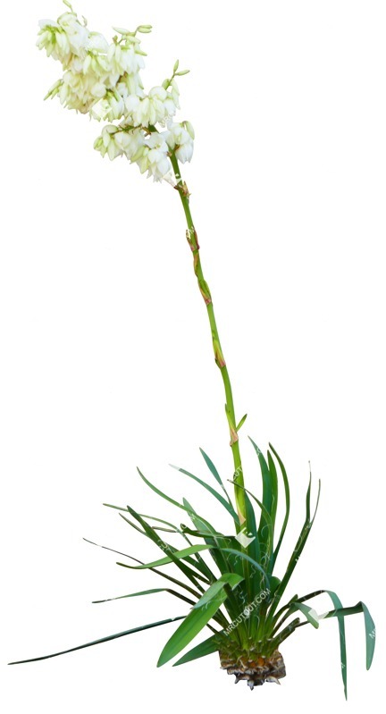 Cut out flower yucca gloriosa vegetation png (15910)