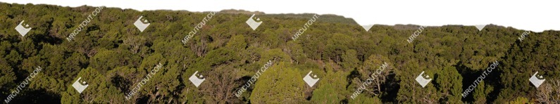 Forest cut out background png (9037)