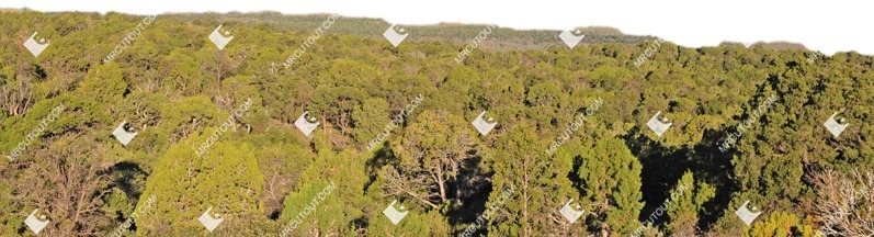 Forest cut out background png (9070)