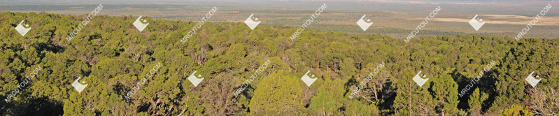 Forest cut out background png (9104)