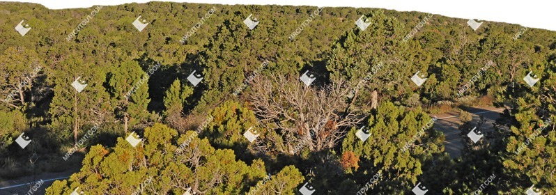Forest other background cut out background png (9482)