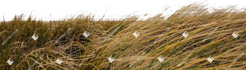 Grass cut out foreground png (6127)