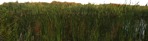 Grass png foreground cut out (5849) - miniature
