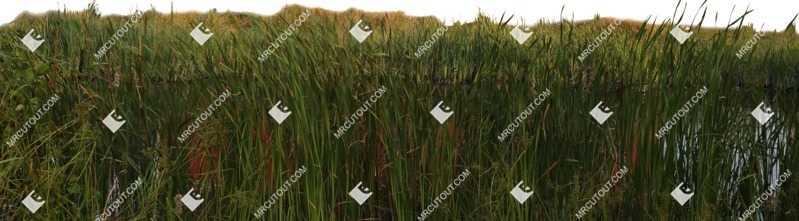 Grass png foreground cut out (5931)