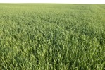 Grass cut out foreground png (5737) - miniature