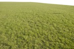 Grass png foreground cut out (5718) - miniature