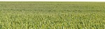 Grass png foreground cut out (7138) - miniature