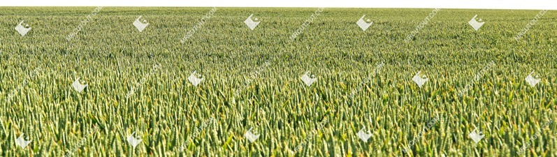 Grass png foreground cut out (7125)