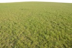 Grass png foreground cut out (7247) - miniature