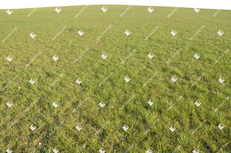 Grass png foreground cut out (7220)