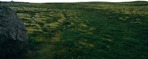 Grass cut out foreground png (8129) - miniature