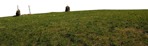 Grass field png foreground cut out (7035) - miniature