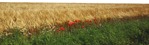 Grass field cut out foreground png (7171) - miniature