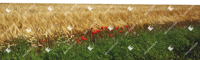 Grass field cut out foreground png (7157)