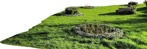 Grass other foreground png foreground cut out (6828) - miniature