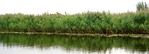 Grass water cut out foreground png (5930) - miniature