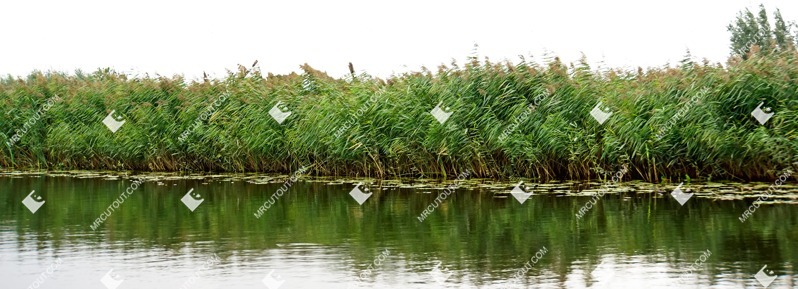 Grass water cut out foreground png (5930)