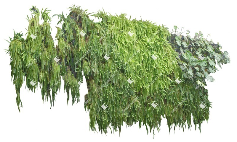 Png green wall png vegetation (17663)