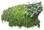 Cut out green wall png vegetation (17715) - miniature