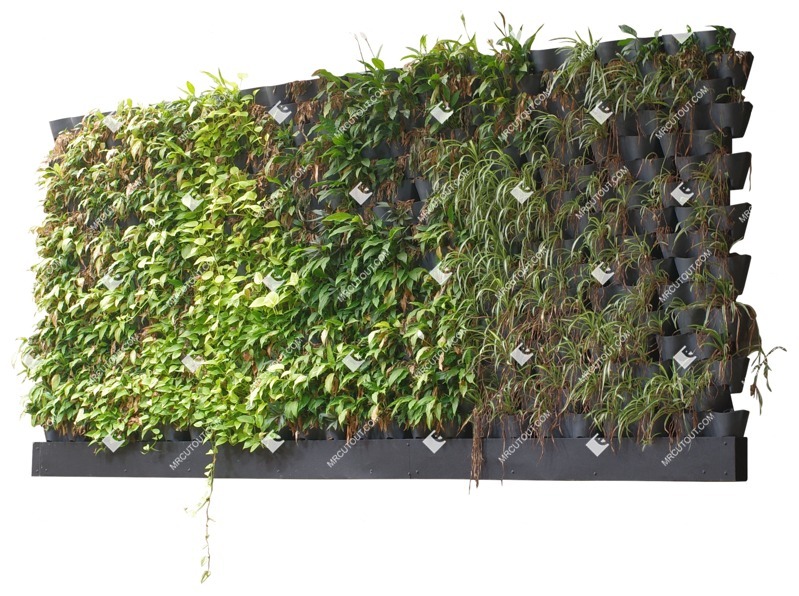 Cutout green wall png vegetation (17924)