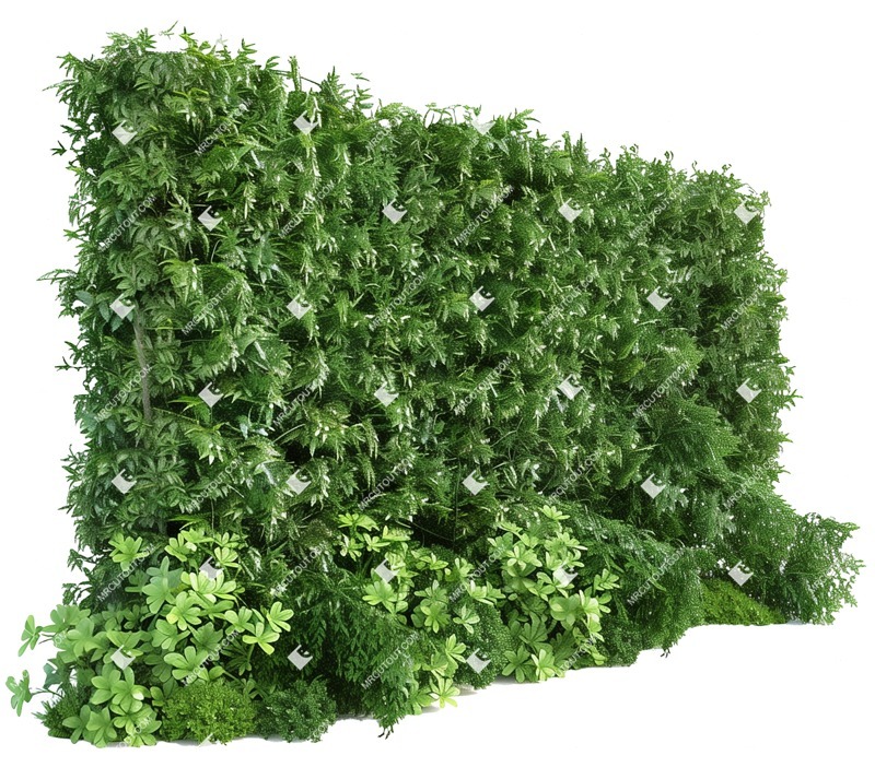 Png hedge png vegetation (19289)