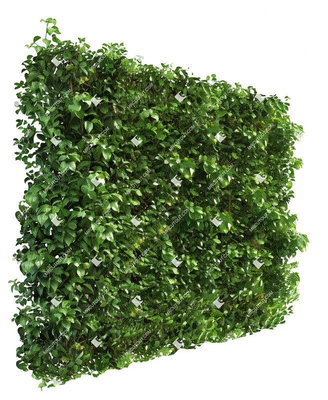 Cut out hedge png vegetation (19342)