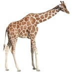 Other animal png animal cut out (207) - miniature