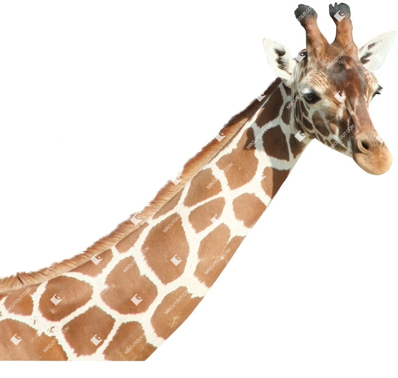 Other animal cut out animal png (709)