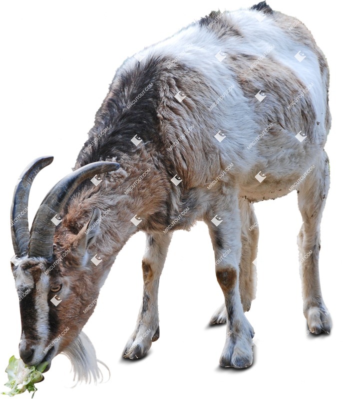 Other animal cut out animal png (6207)