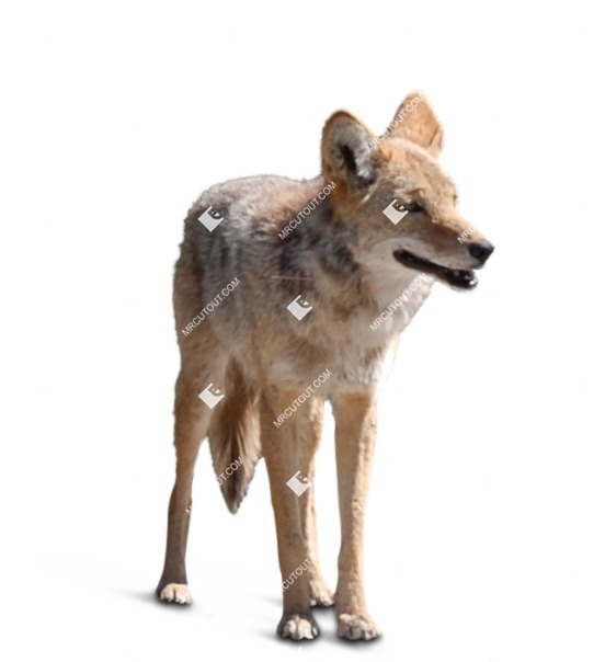Other animal cut out animal png (6329)