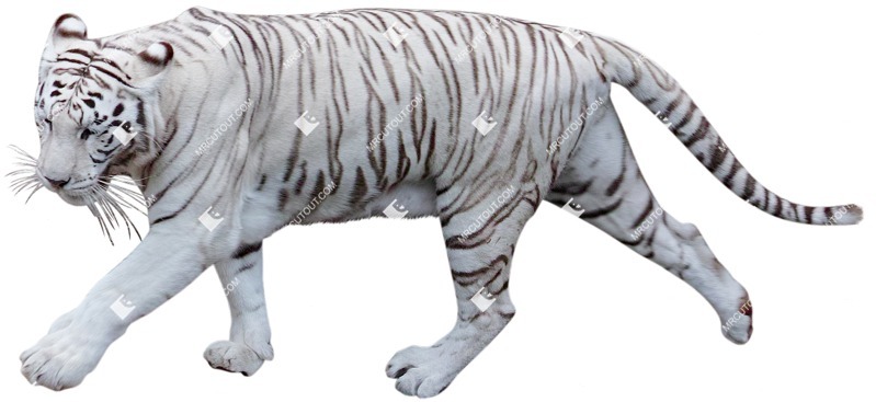 Other animal cut out animal png (4126)
