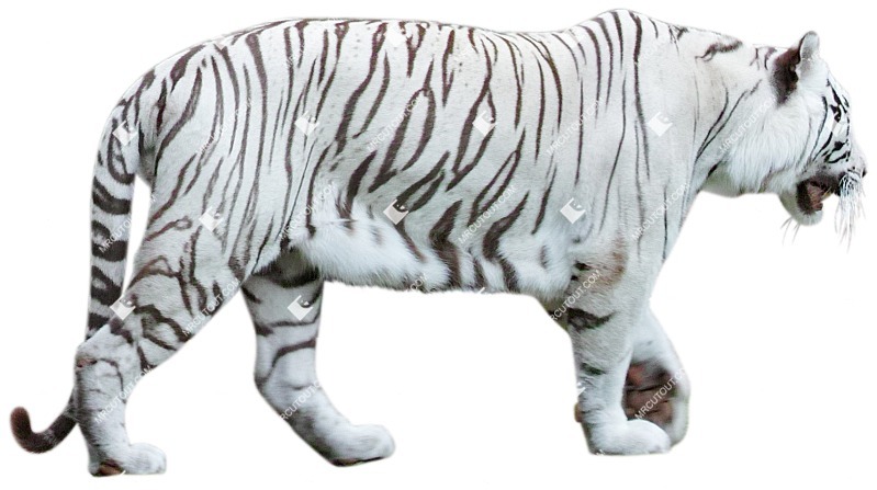 Other animal cut out animal png (4125)