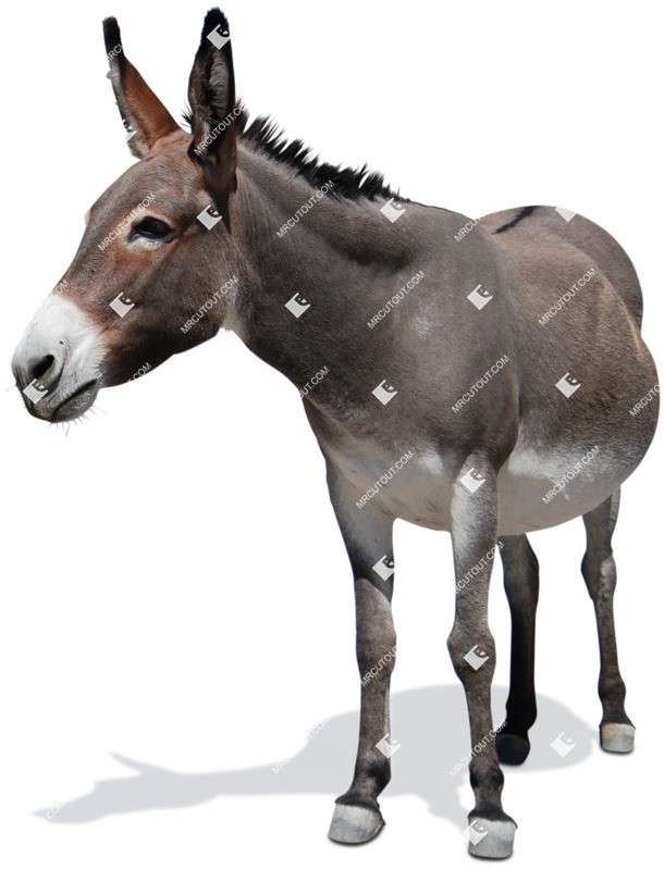 Other animal cut out animal png (4618)
