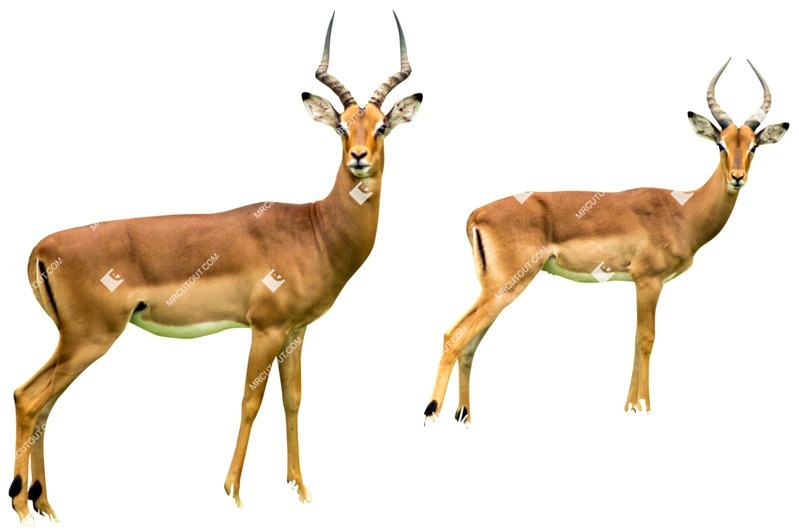 Other animal cut out animal png (4619)