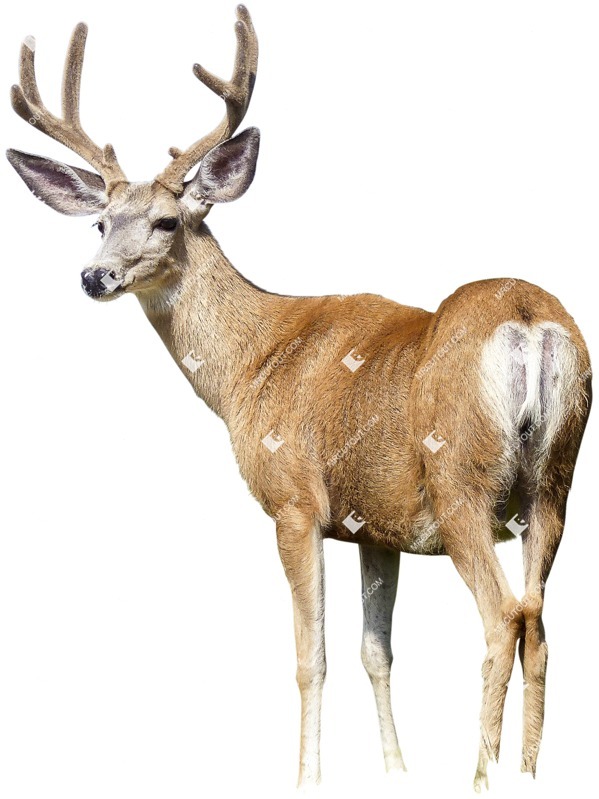 Other animal cut out animal png (4620)