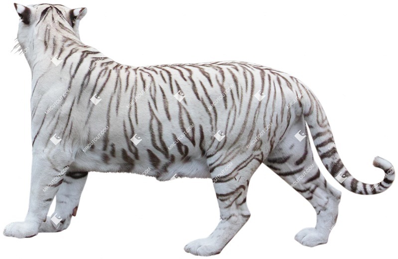 Other animal png animal cut out (4823)