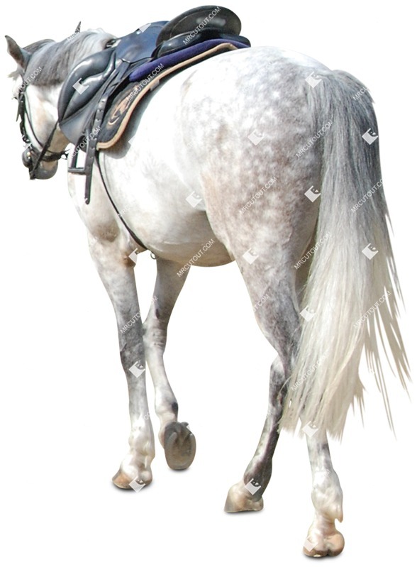 Other animal cut out animal png (4775)