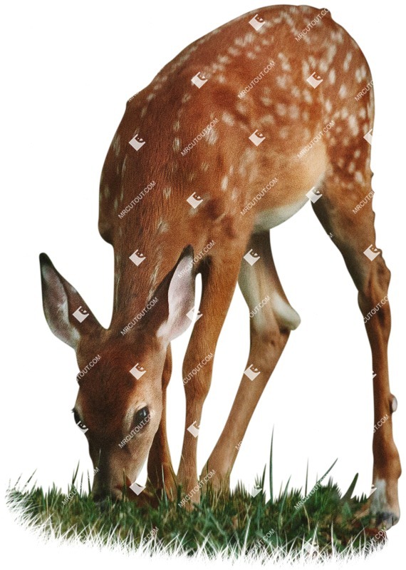 Other animal cut out animal png (5361)