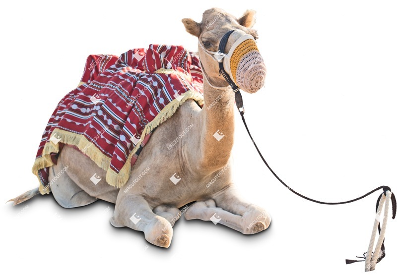 Other animal cut out animal png (5363)