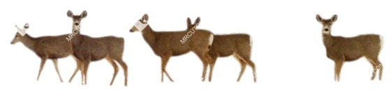Other animal cut out animal png (5539)