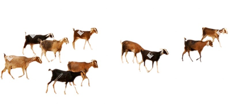 Other animal cut out animal png (5579)