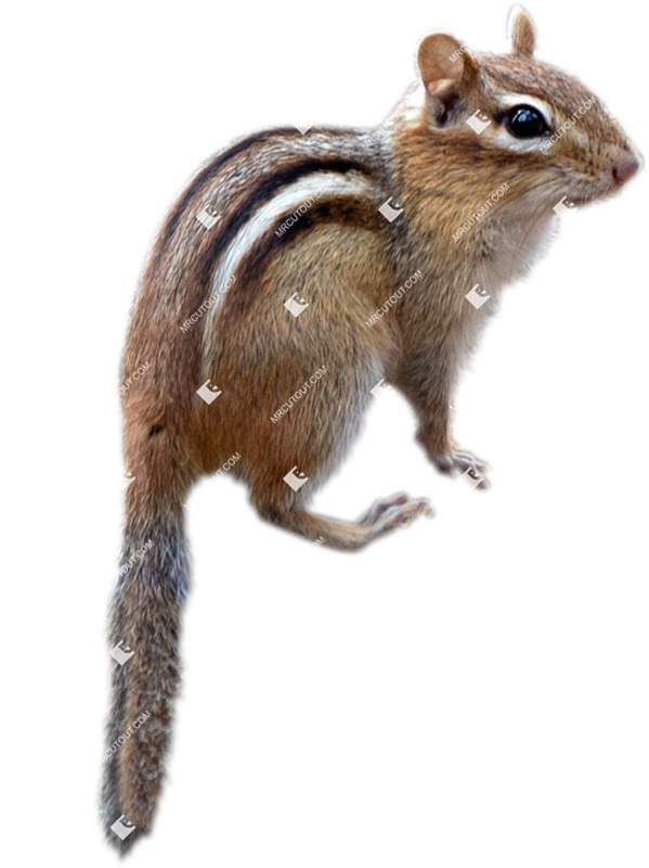 Other animal cut out animal png (5587)