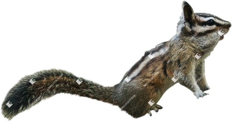 Other animal cut out animal png (5738)