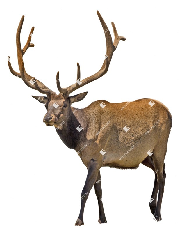 Other animal cut out animal png (5830)