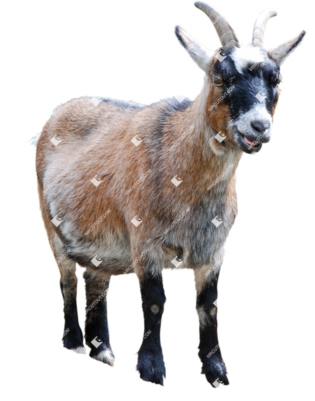 Other animal cut out animal png (6013)