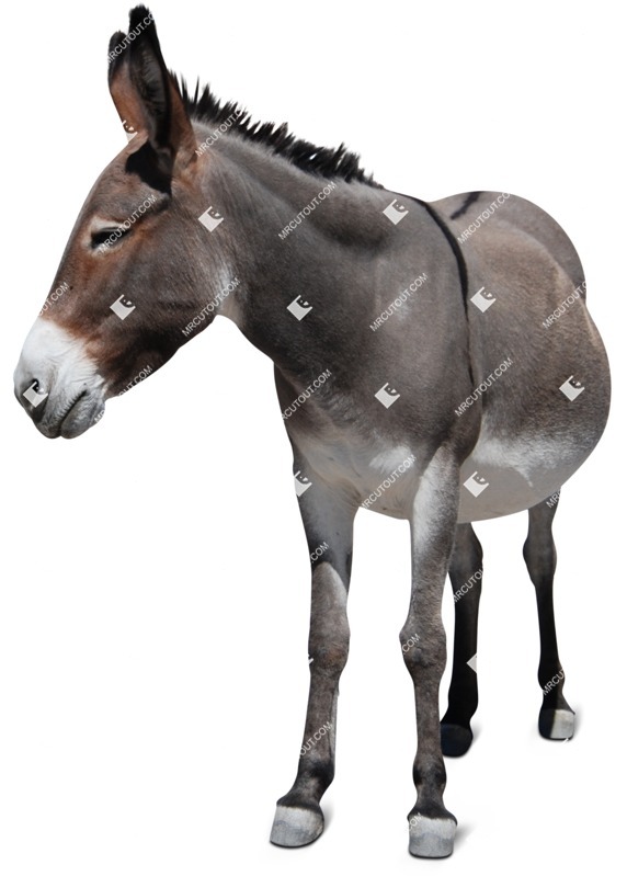 Other animal png animal cut out (6161)