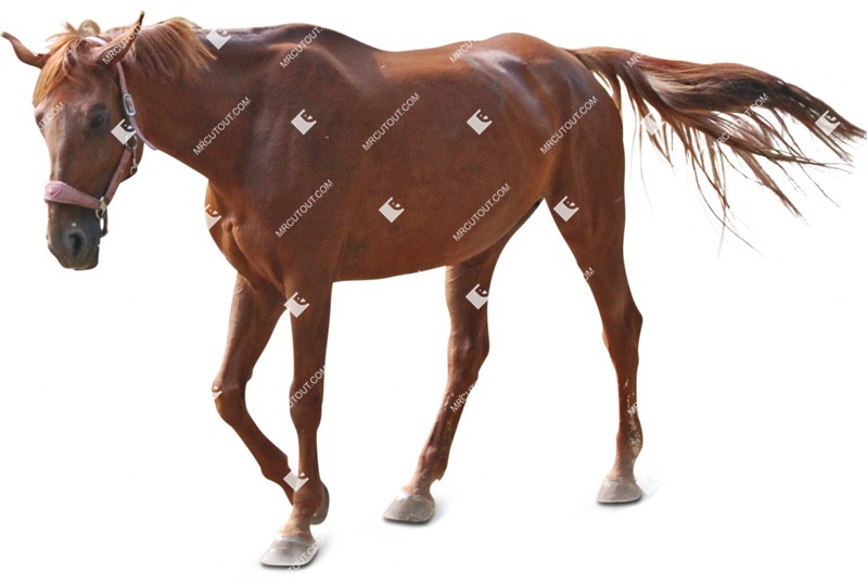 Cut out Other Animal 0052 | MrCutout.com